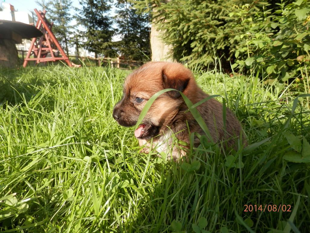 Zagroda Agroturystyczna Wiecha Mieroszow Buitenkant foto